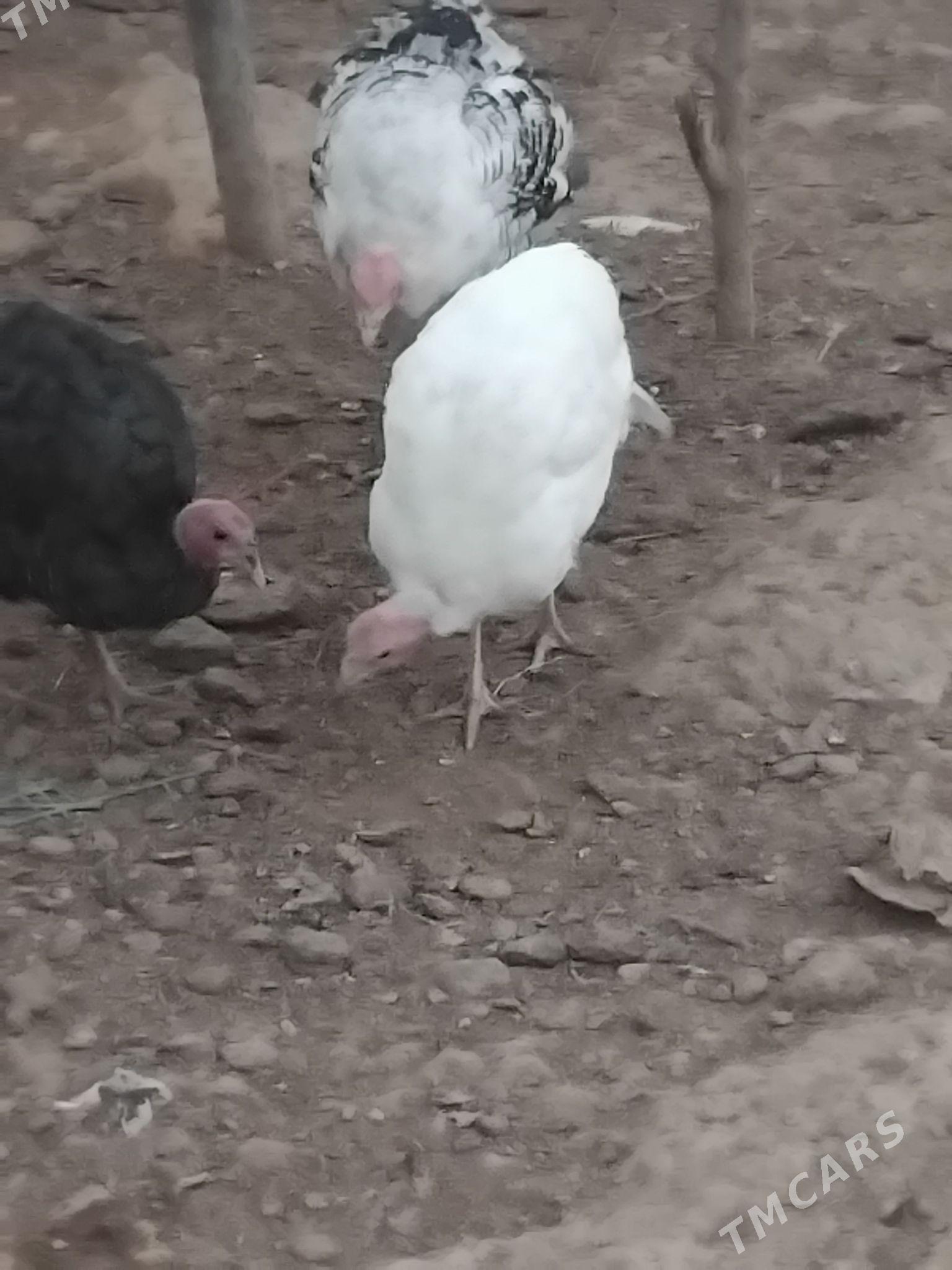 индук - Гызыларбат - img 2