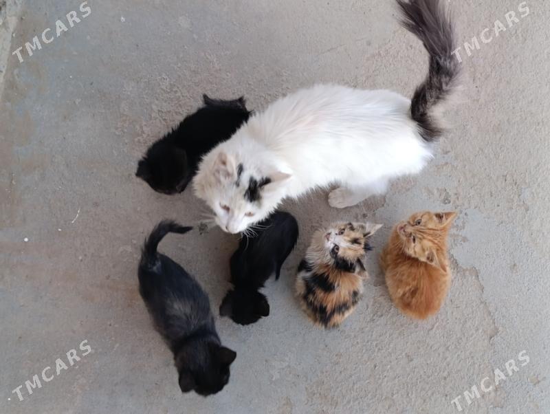 pişik çaga - Sakarçäge - img 4