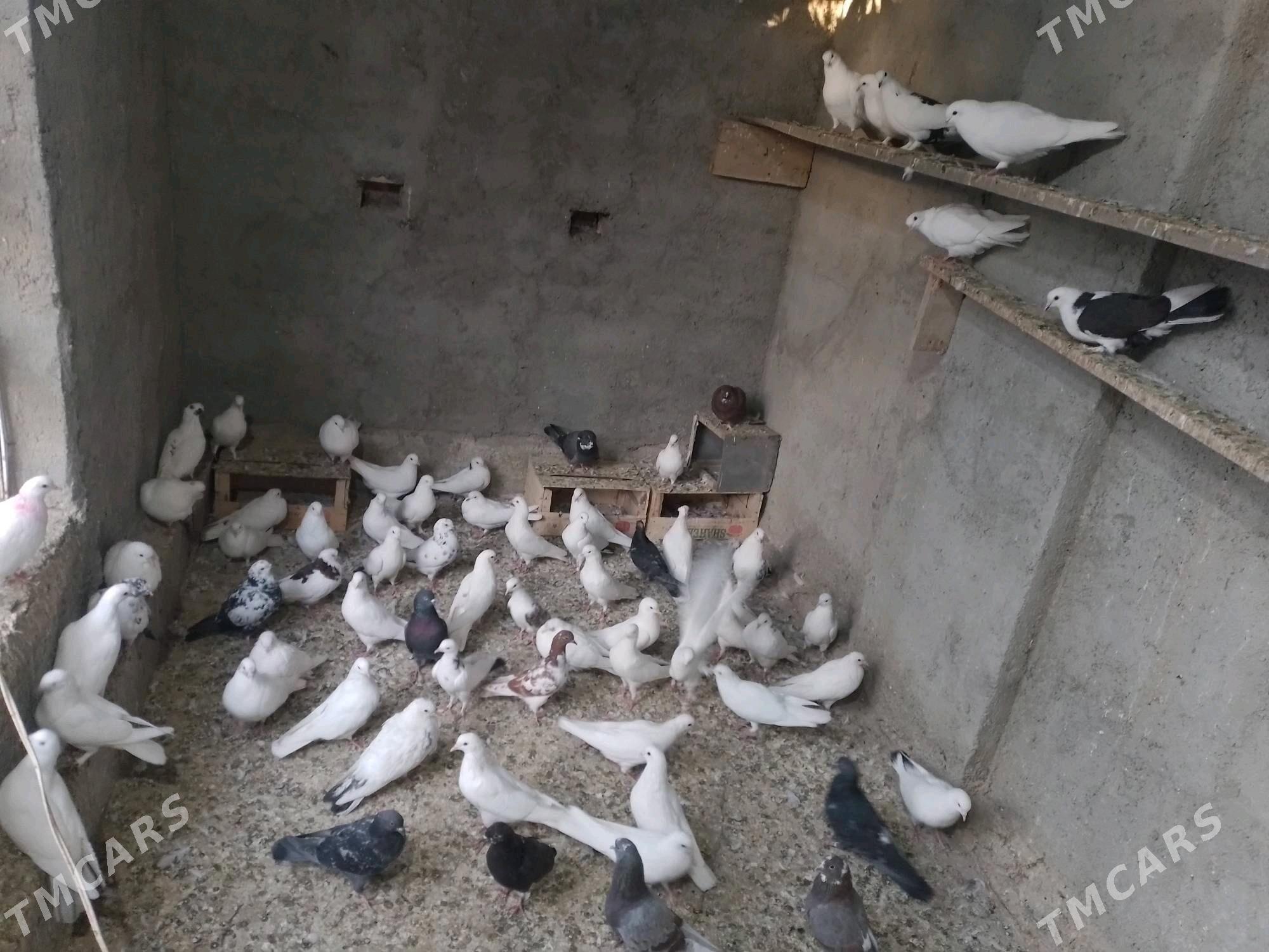 Kepderi - Берекет - img 2