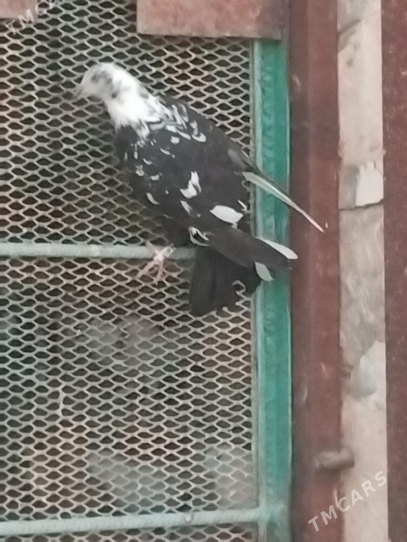 кепдери - Гызыларбат - img 2