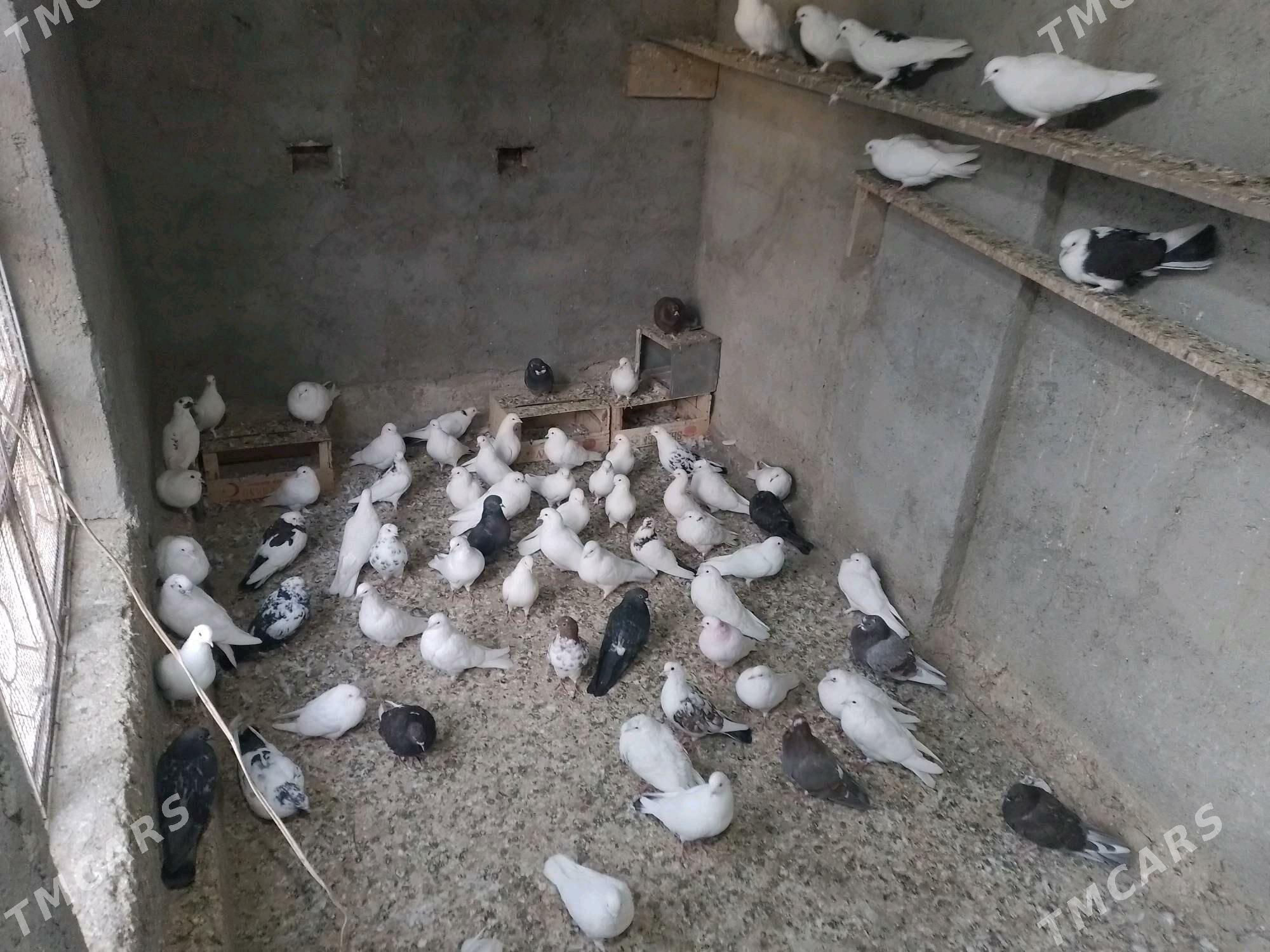 Kepderi - Берекет - img 3