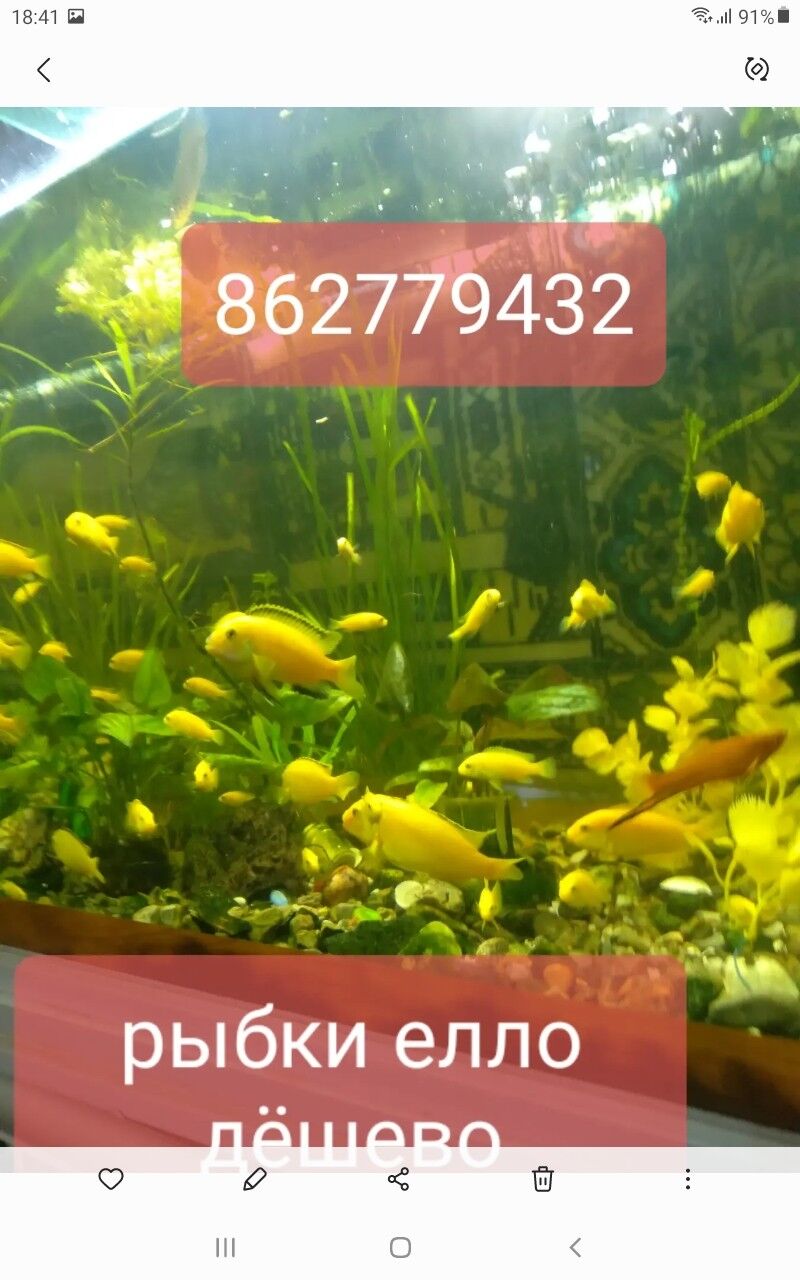рыбки аквариумные - Aşgabat - img 7