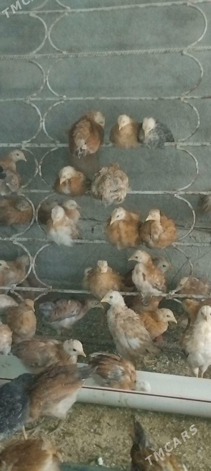 Jüýje - Gökdepe - img 3