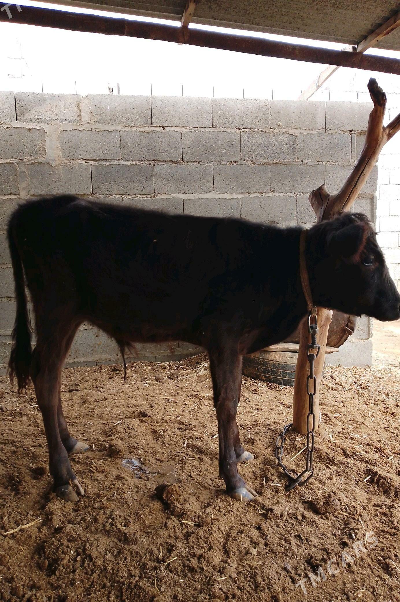 tohum öküz - Бахарден - img 2