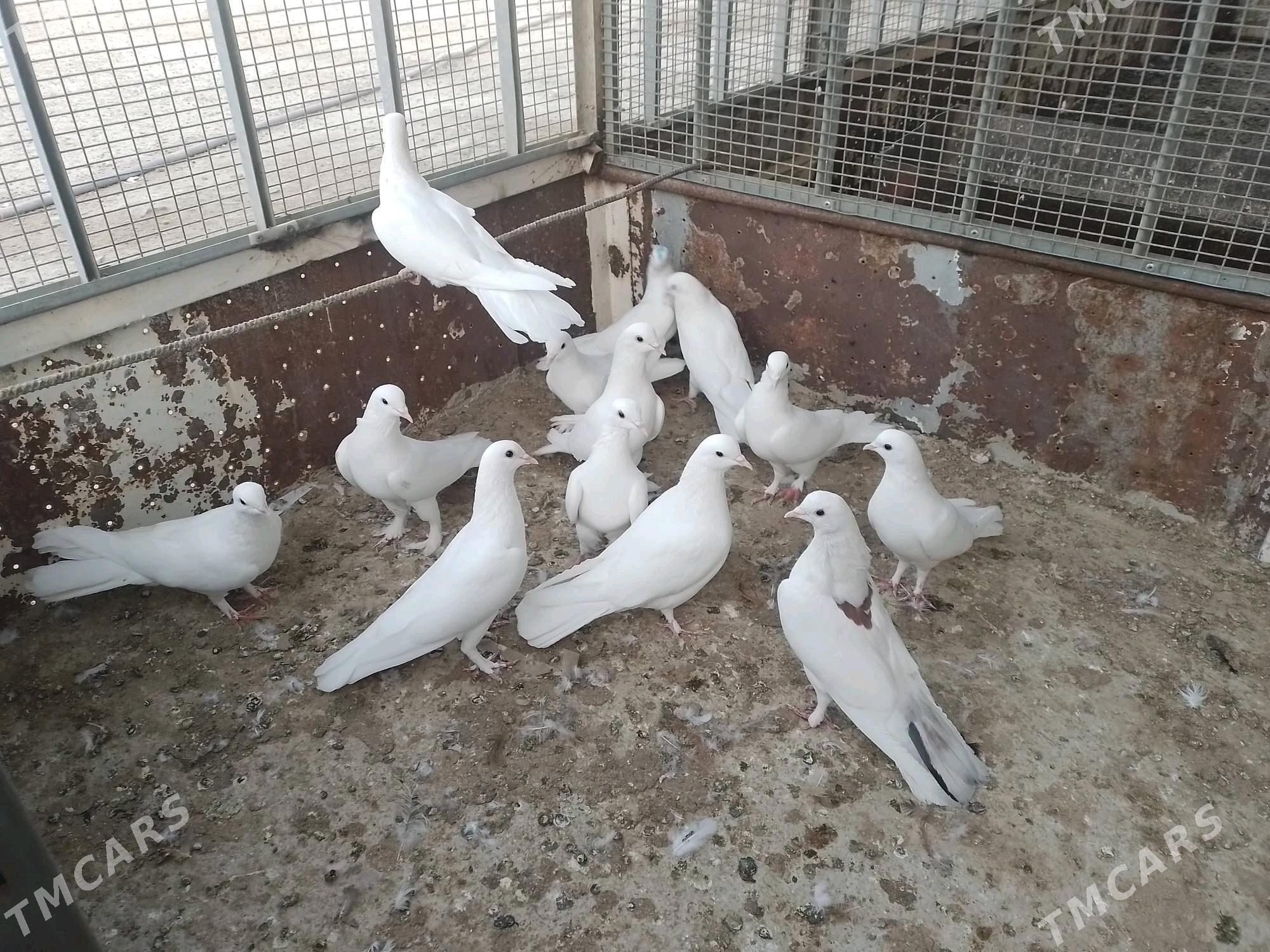 Kepderi  - Берекет - img 2