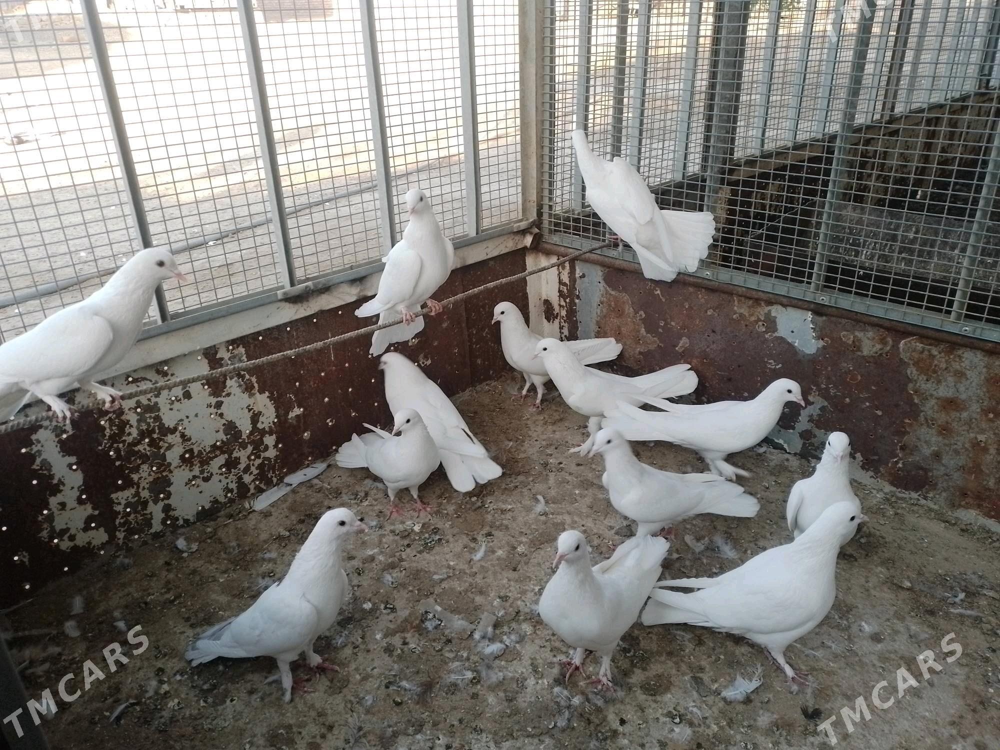 Kepderi  - Берекет - img 3