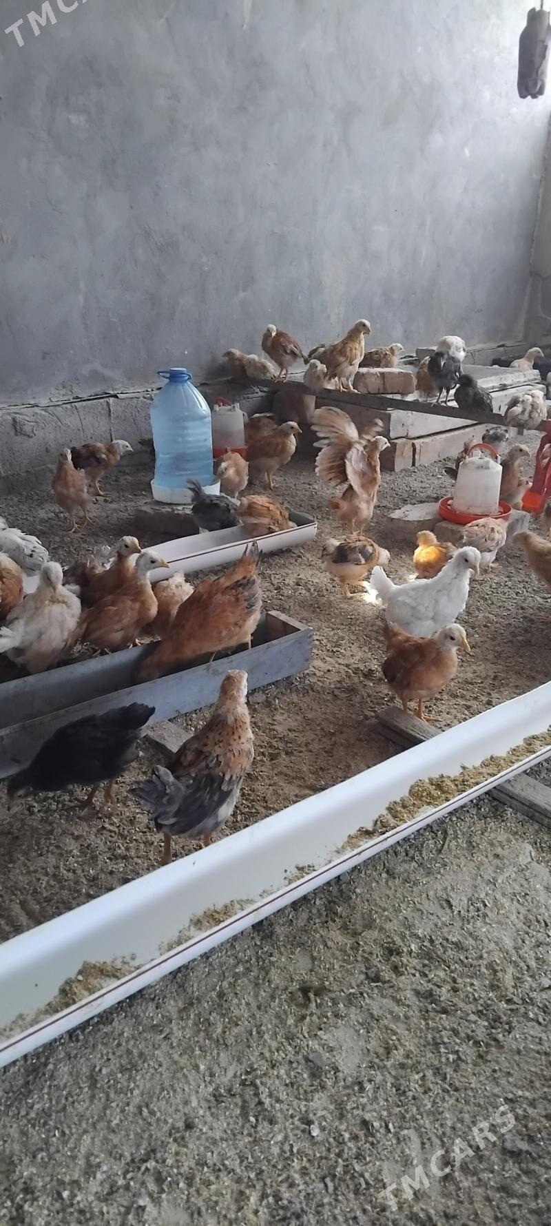 Jüýje - Gökdepe - img 2