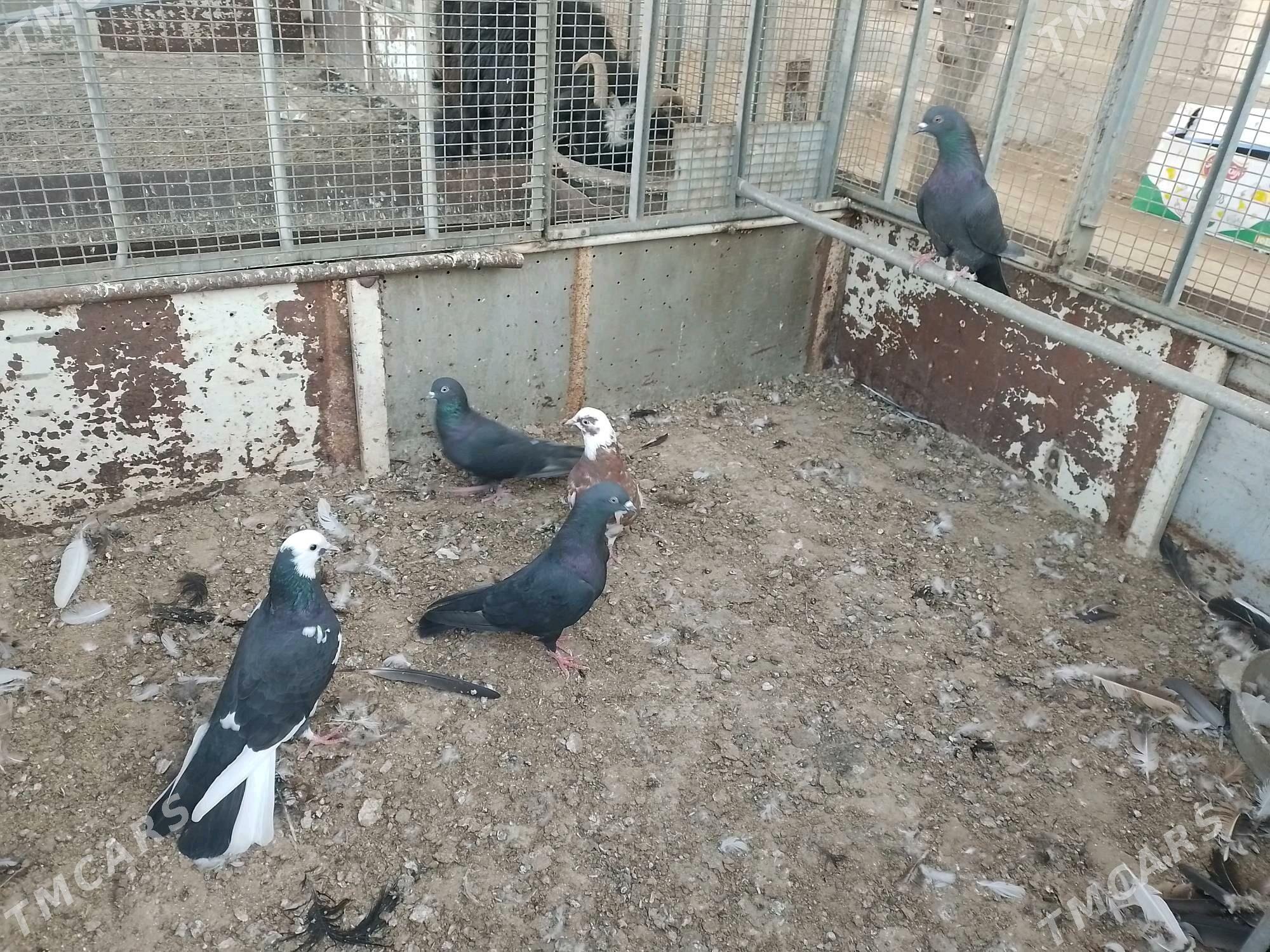 Kepderi  - Берекет - img 3