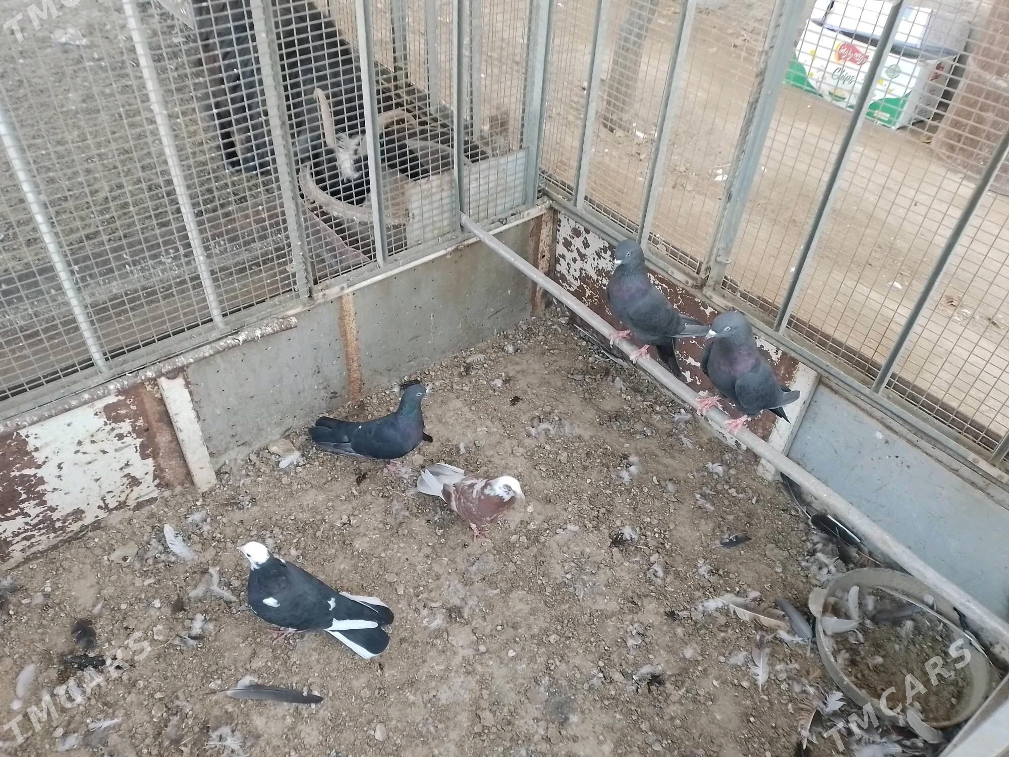 Kepderi  - Берекет - img 2