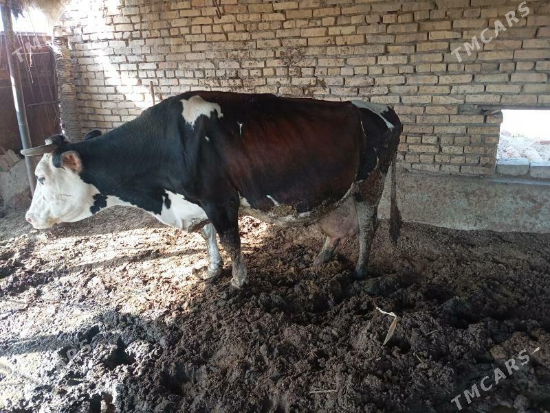 galisteyin - Туркменабат - img 2