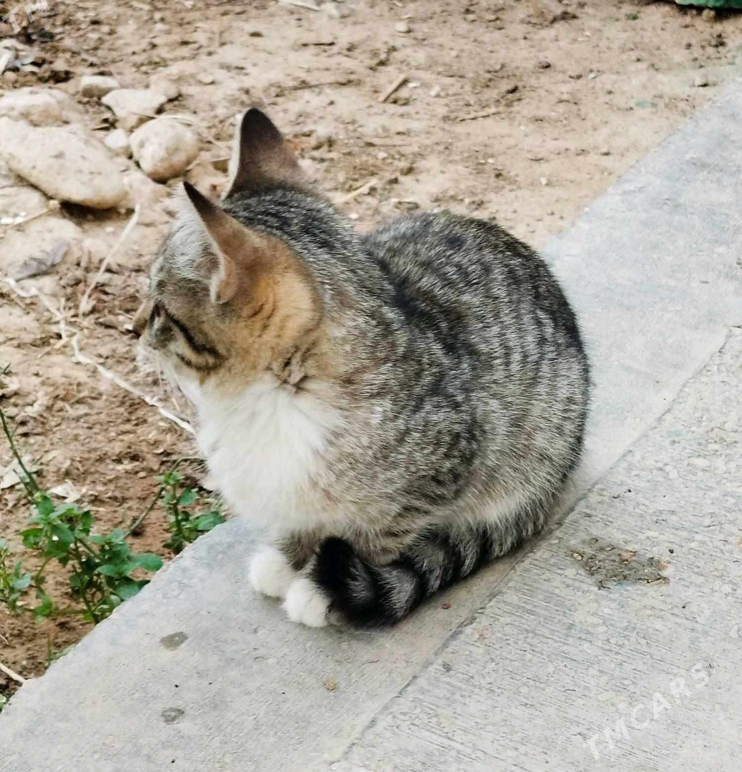 Pişijek Котята (Mugt) - Балканабат - img 2