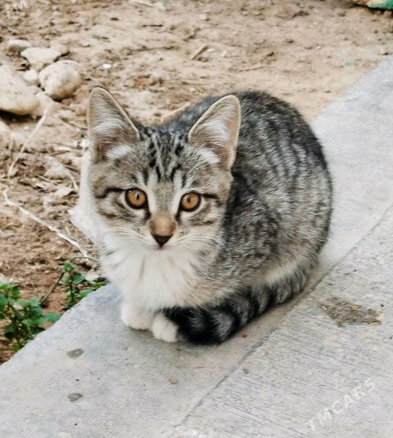 Pişijek Котята (Mugt) - Балканабат - img 3