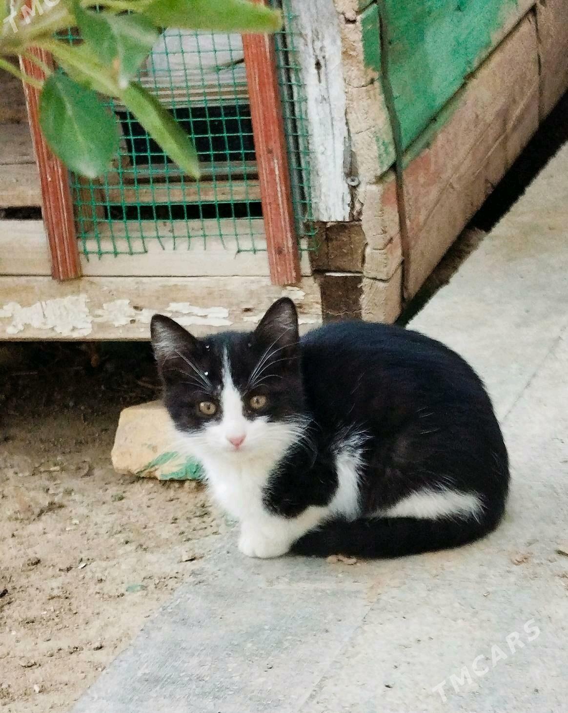 Pişijek Котята (Mugt) - Balkanabat - img 1