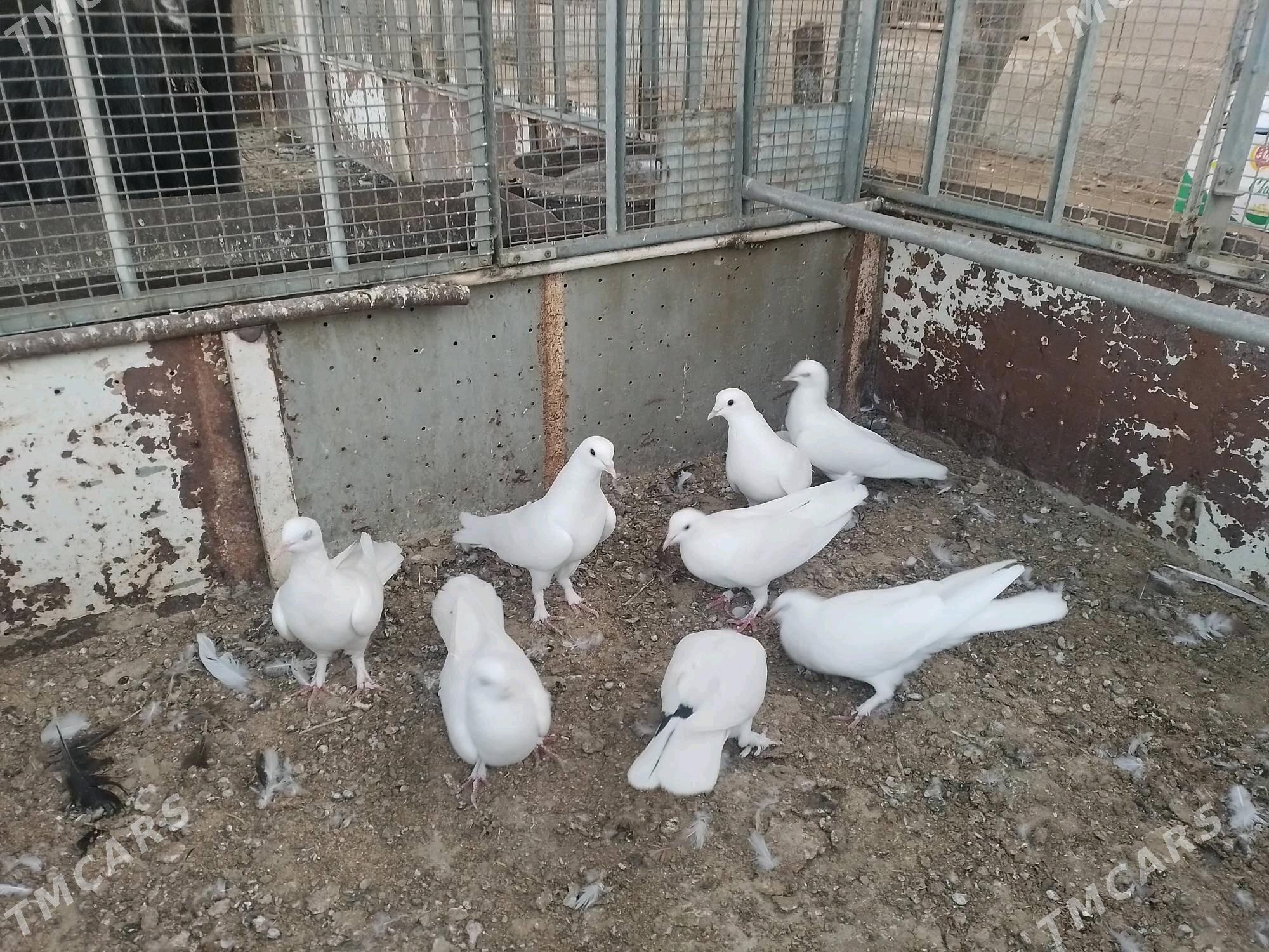 Kepderi  - Берекет - img 2