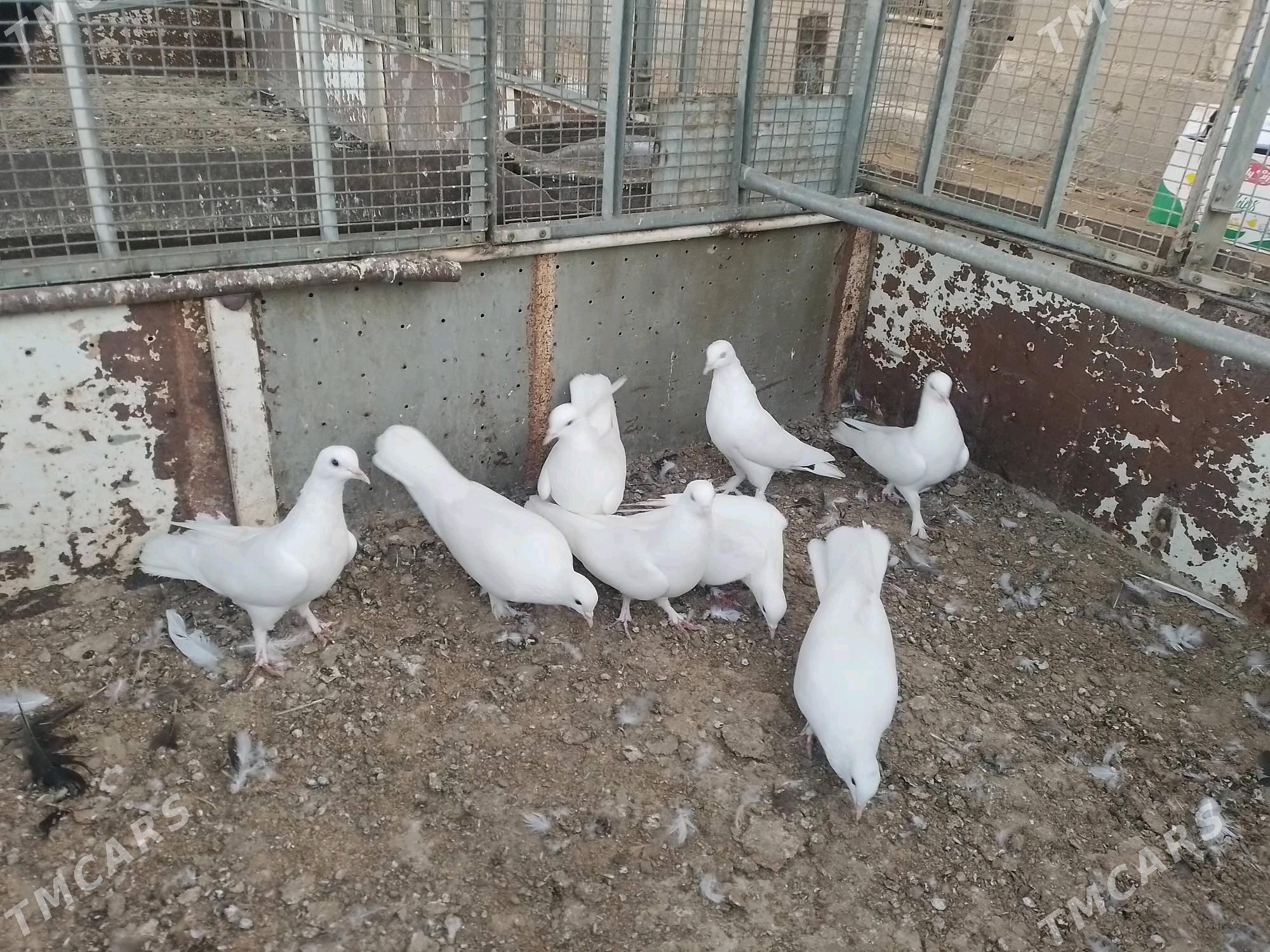 Kepderi  - Берекет - img 3