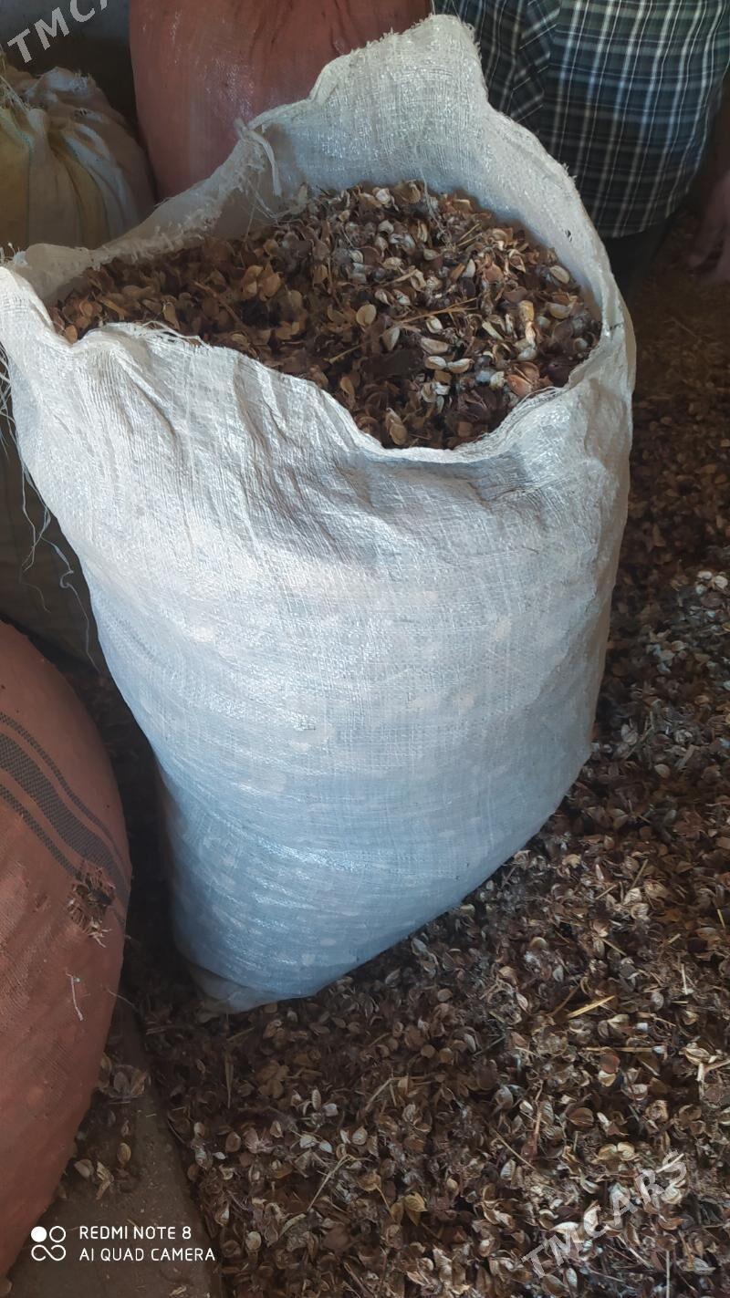 Çaňňalak - Теджен - img 5