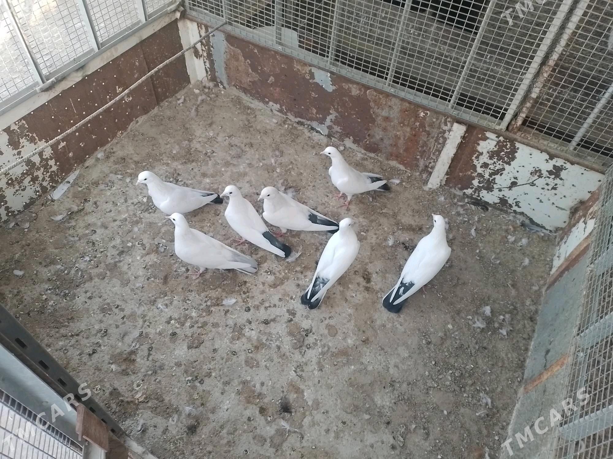 Kepderi - Берекет - img 2