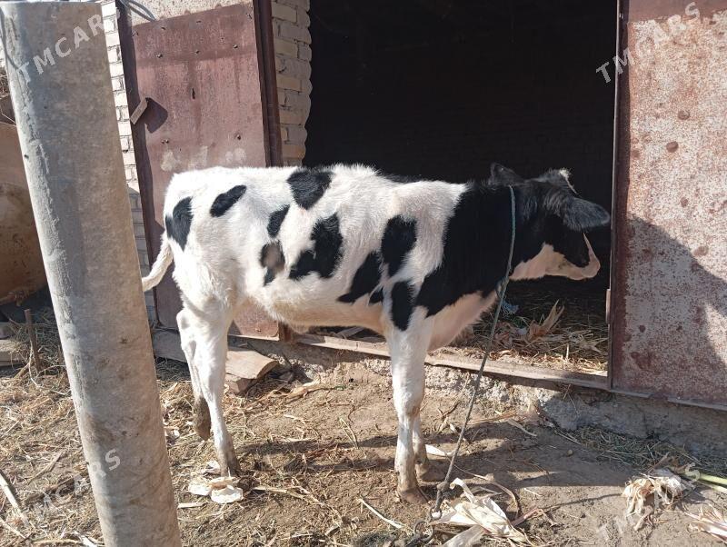 galisteyin - Туркменабат - img 3