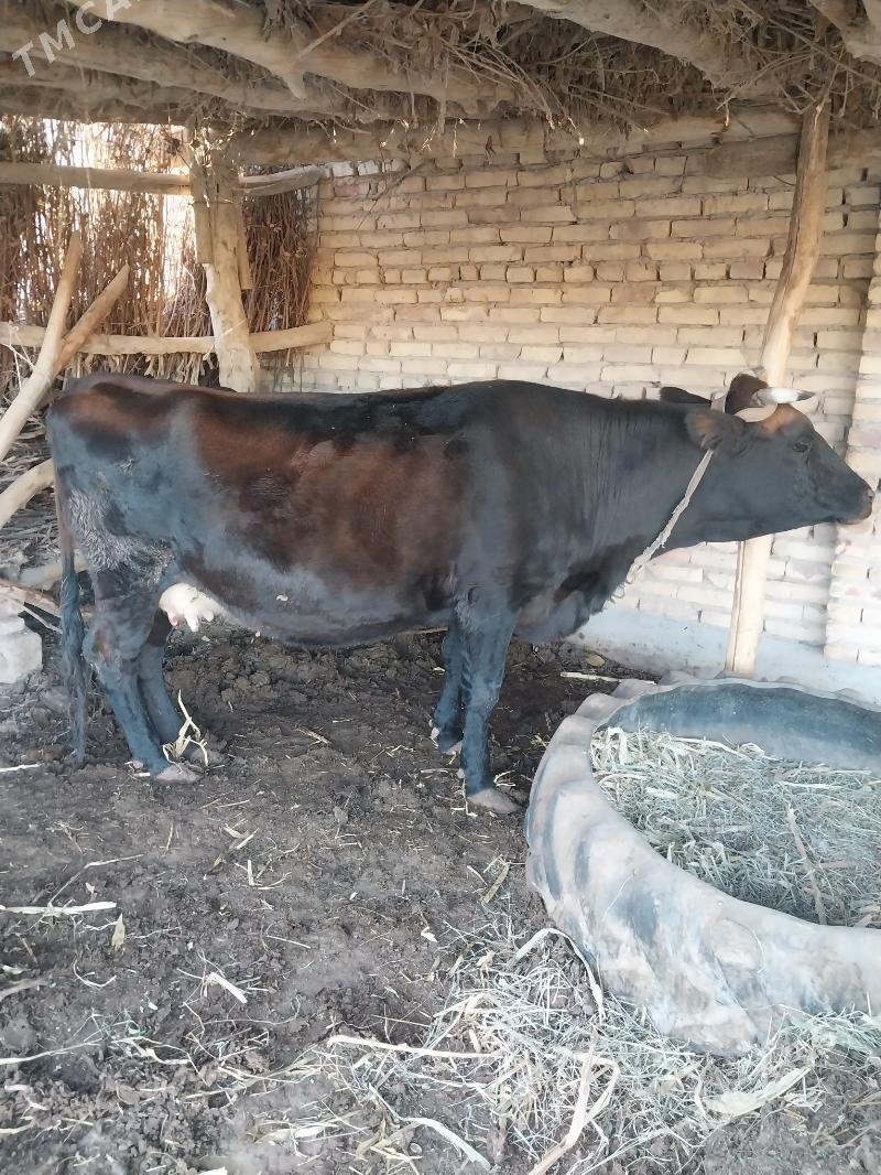 Bogaz sygyr. - Саят - img 3