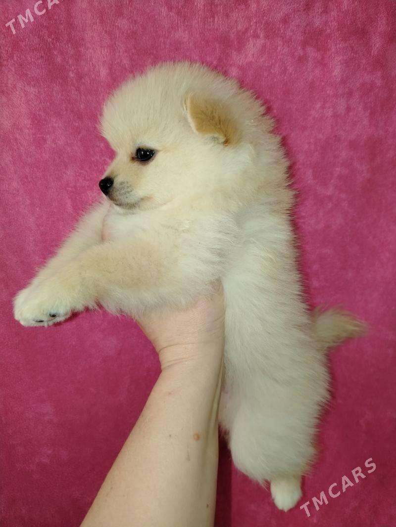 Шпиц - Aşgabat - img 5