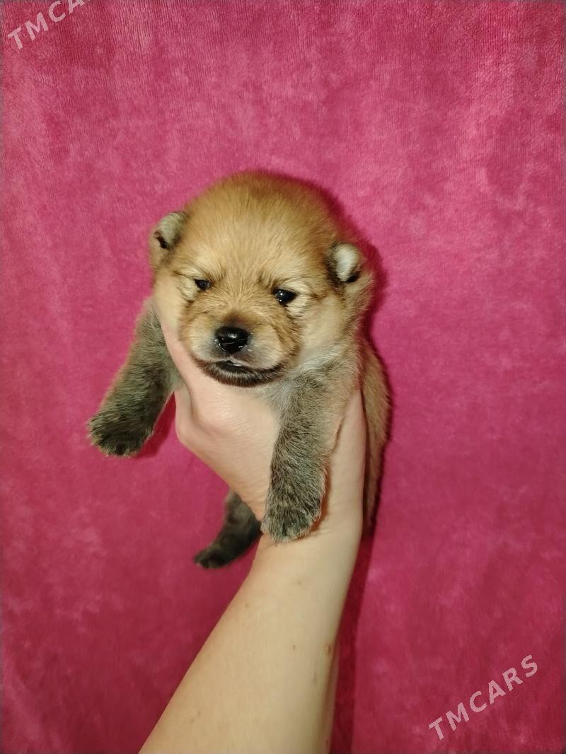 Шпиц - Aşgabat - img 7