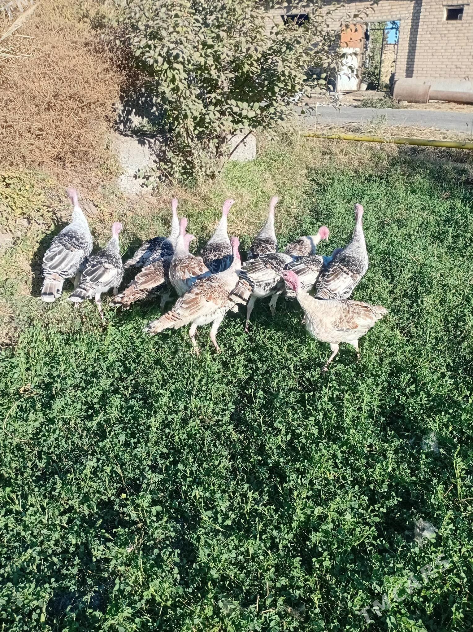 induk - Чарджоу - img 2