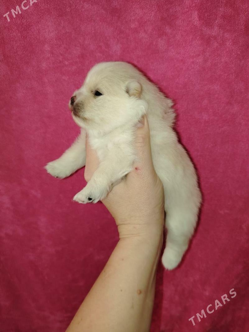 Шпиц - Aşgabat - img 10