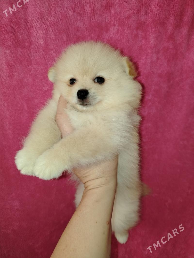 Шпиц - Aşgabat - img 6