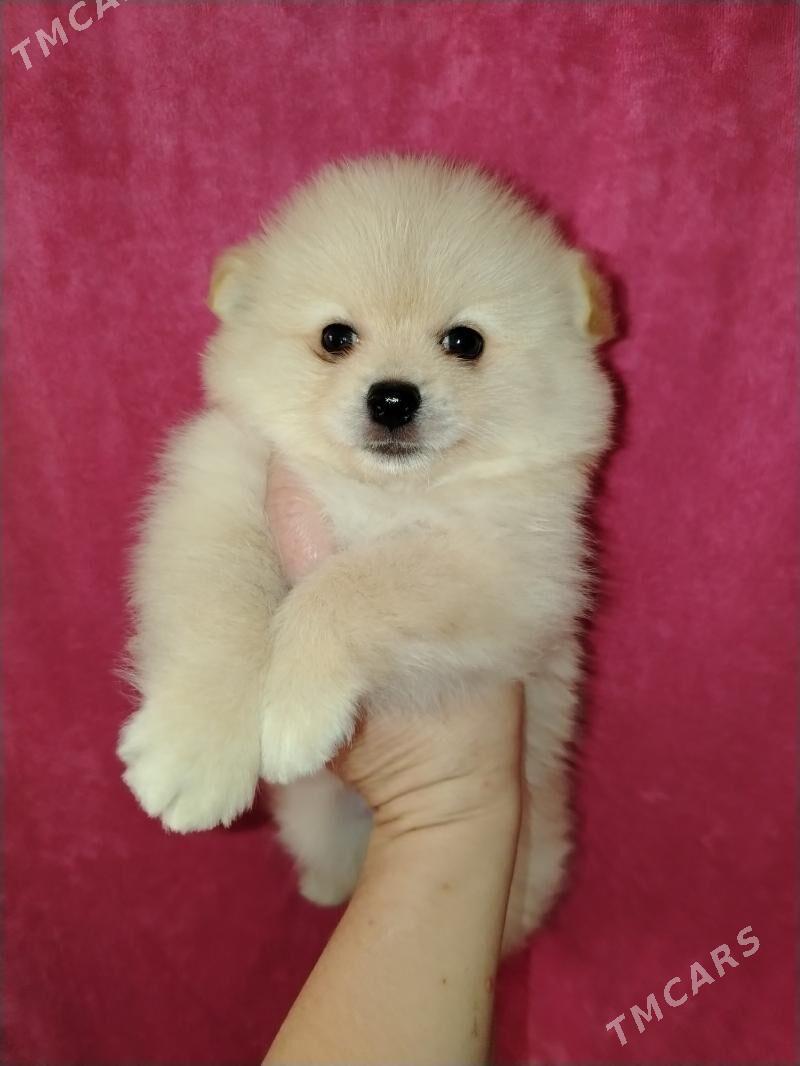 Шпиц - Aşgabat - img 4