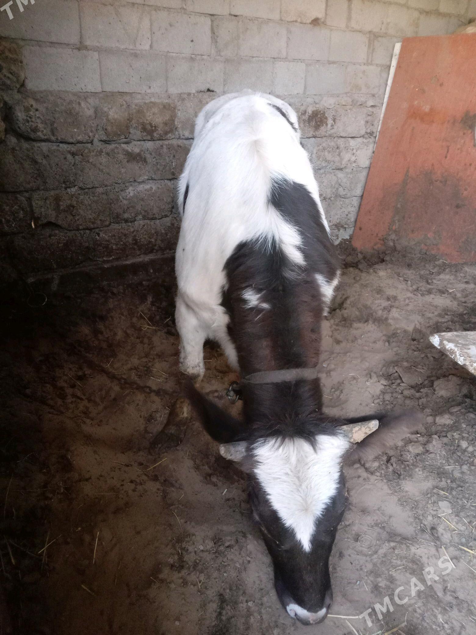 tohum tüwe - Gökdepe - img 2