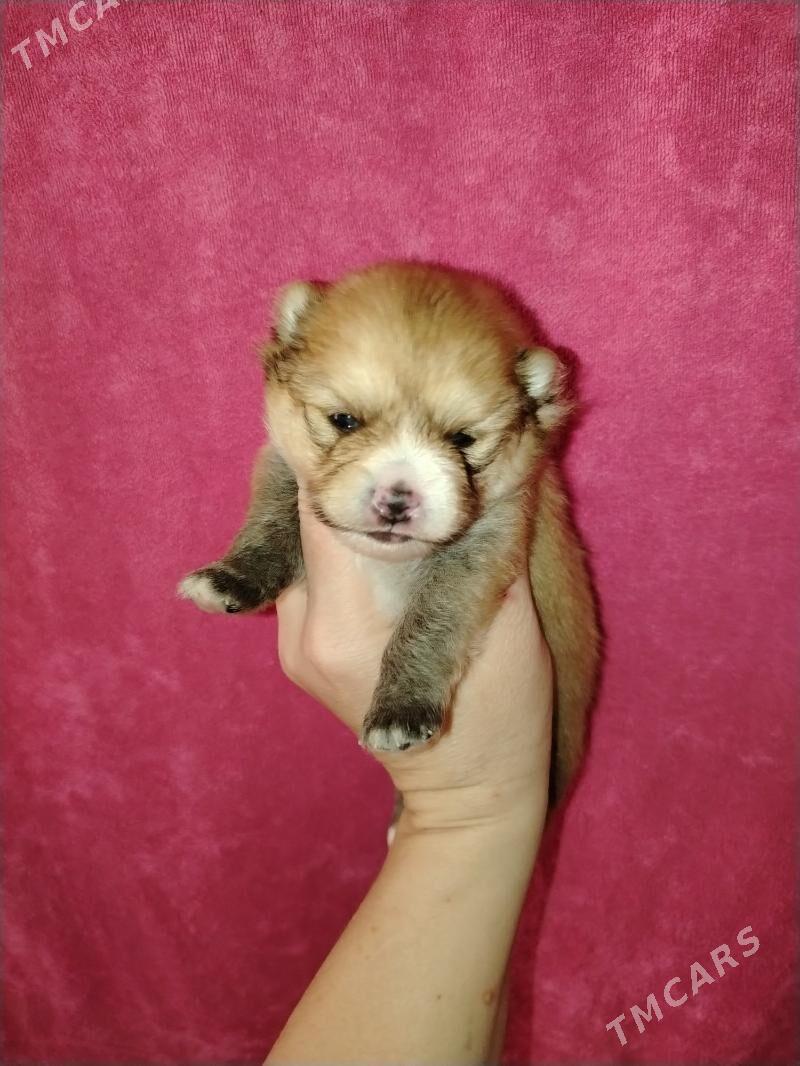 Шпиц - Aşgabat - img 8