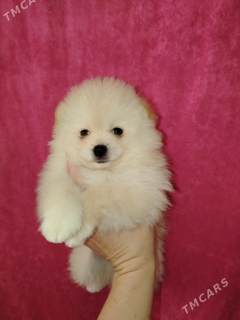 Шпиц - Aşgabat - img 3