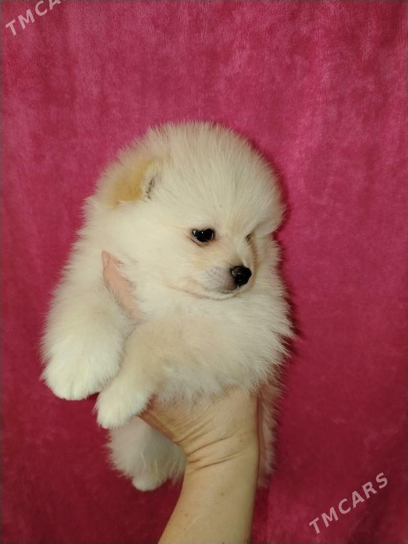 Шпиц - Aşgabat - img 2