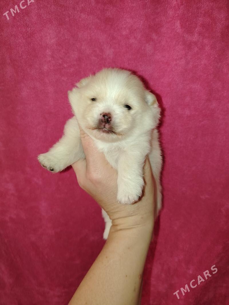 Шпиц - Aşgabat - img 9