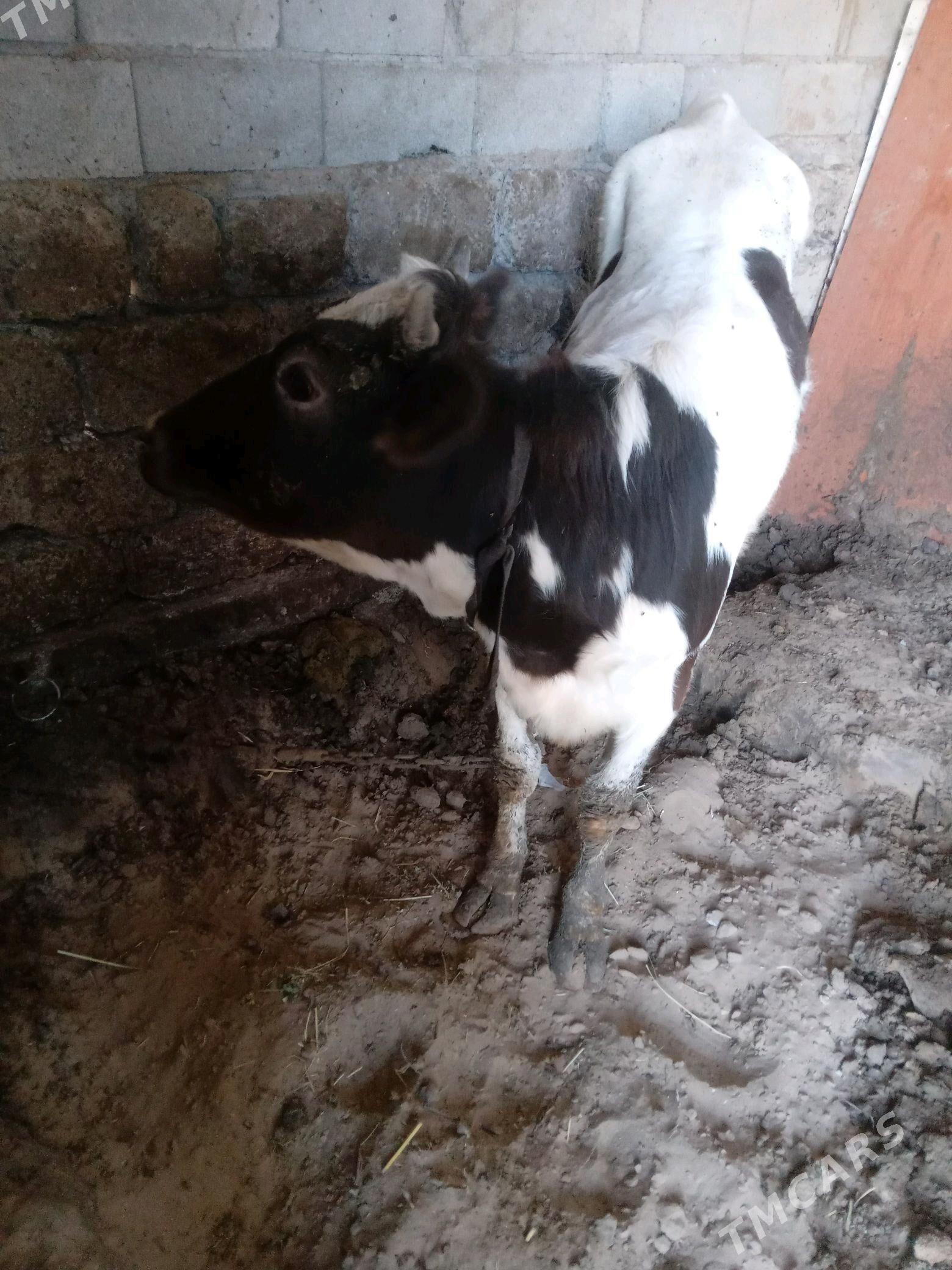 tohum tüwe - Gökdepe - img 5