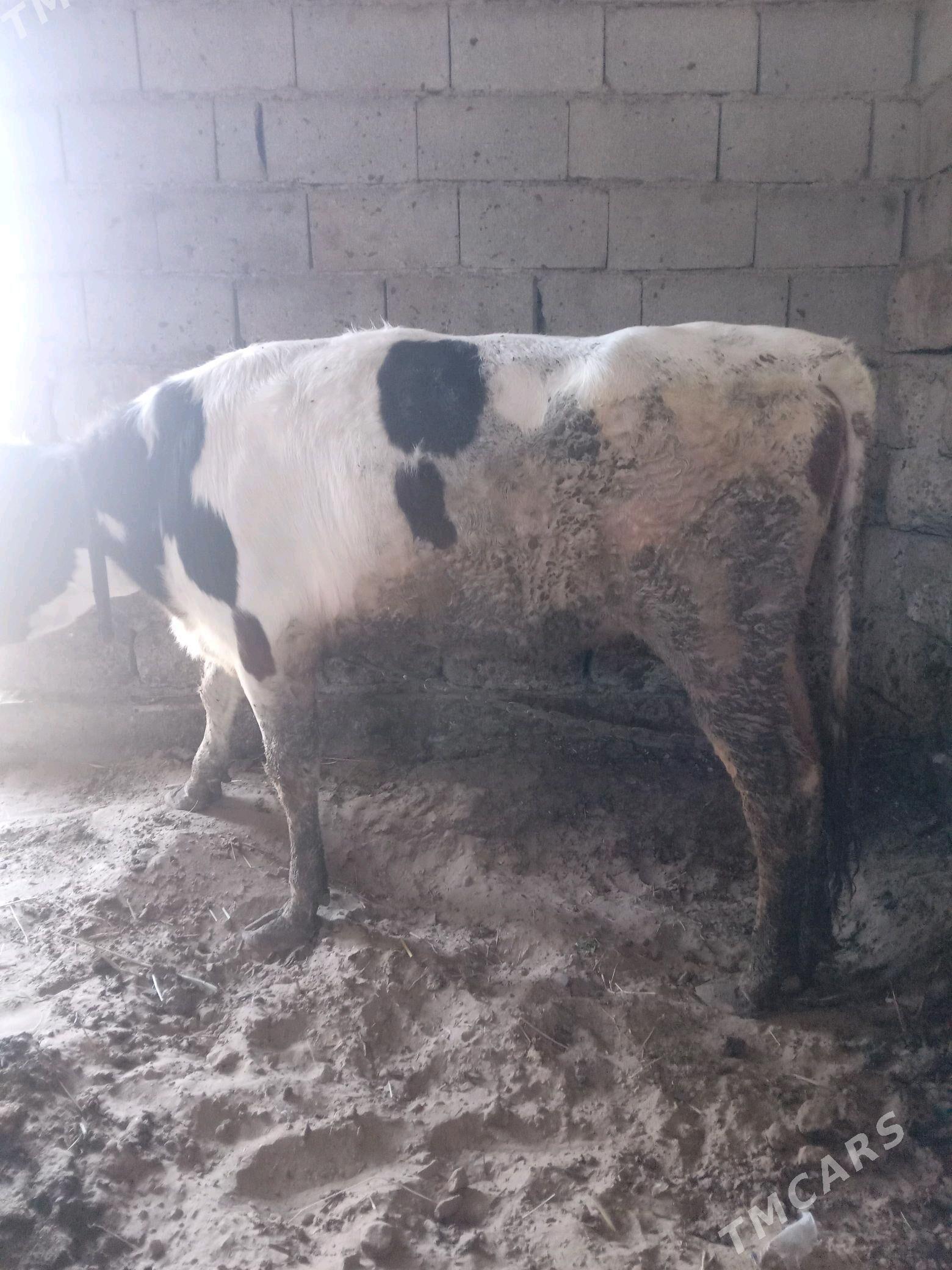 tohum tüwe - Gökdepe - img 4