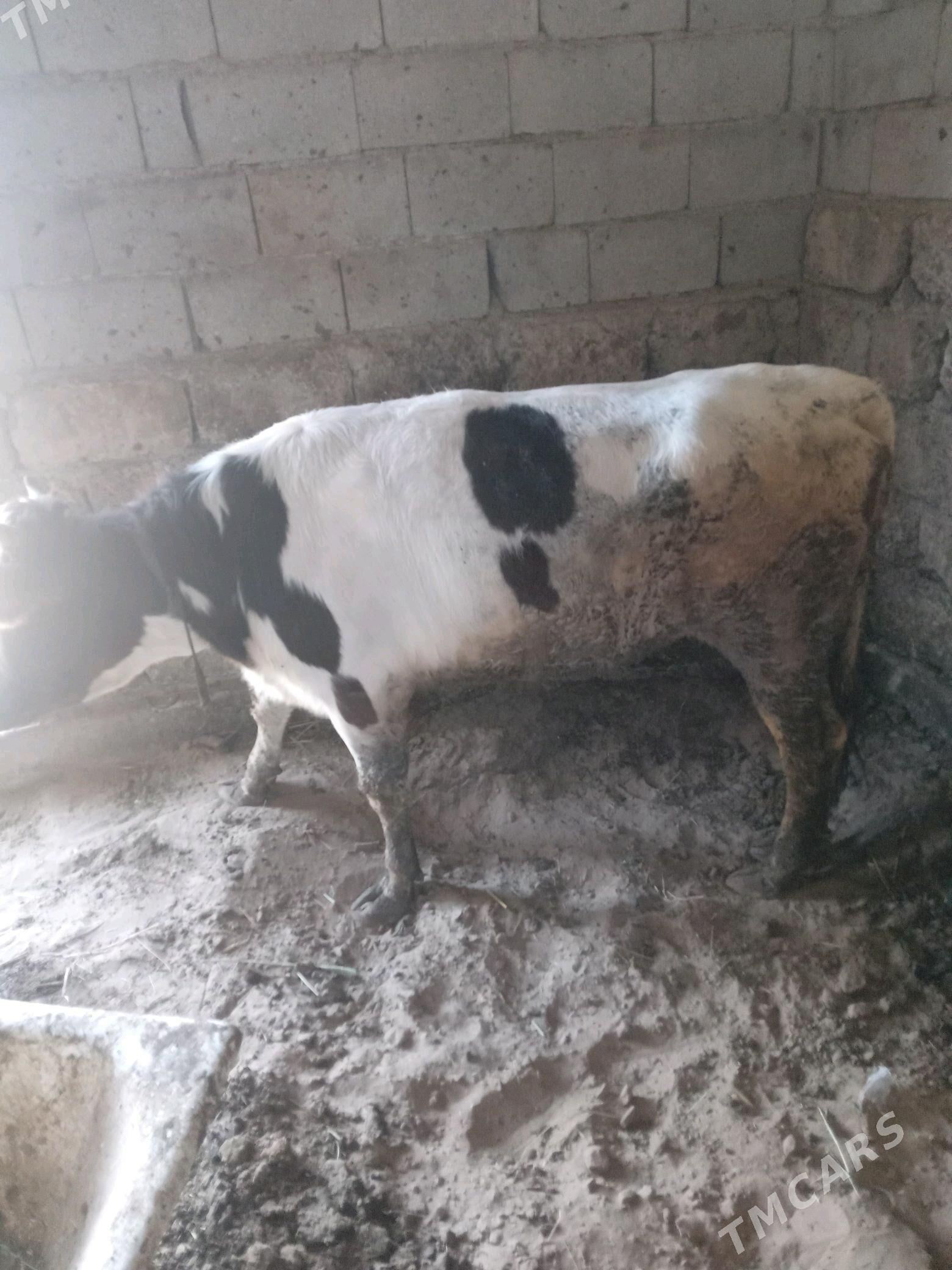 tohum tüwe - Gökdepe - img 3