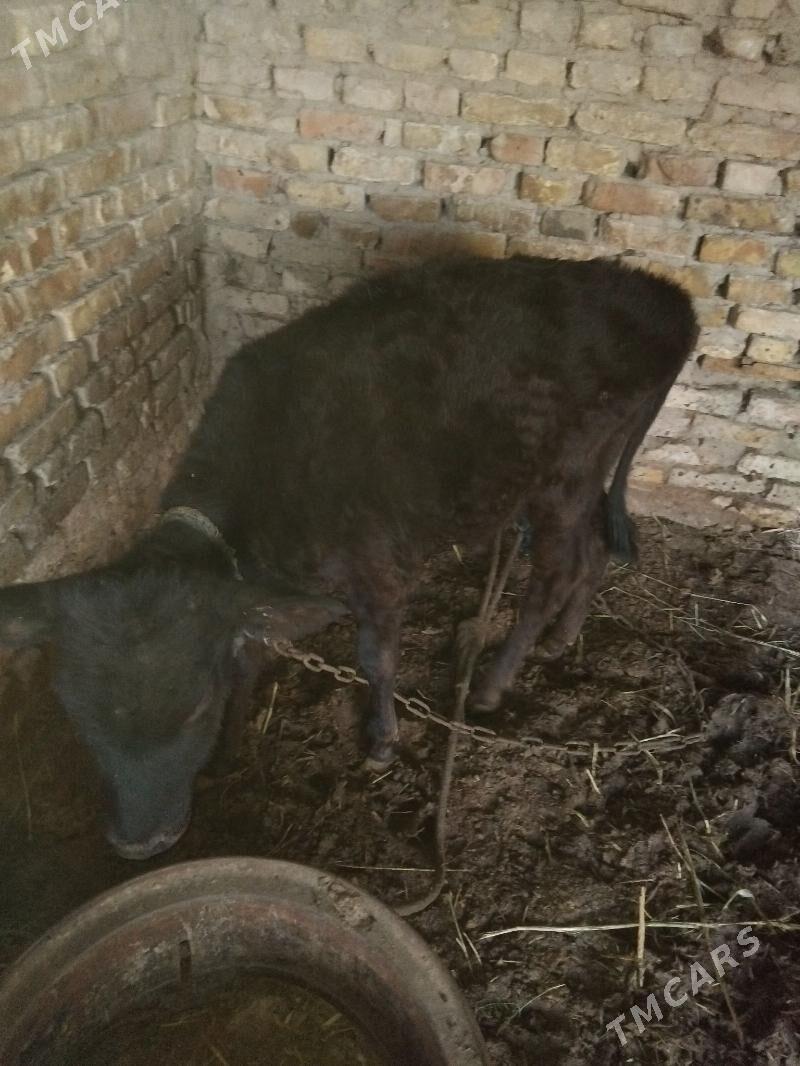 гулажын.голе - Мары - img 2