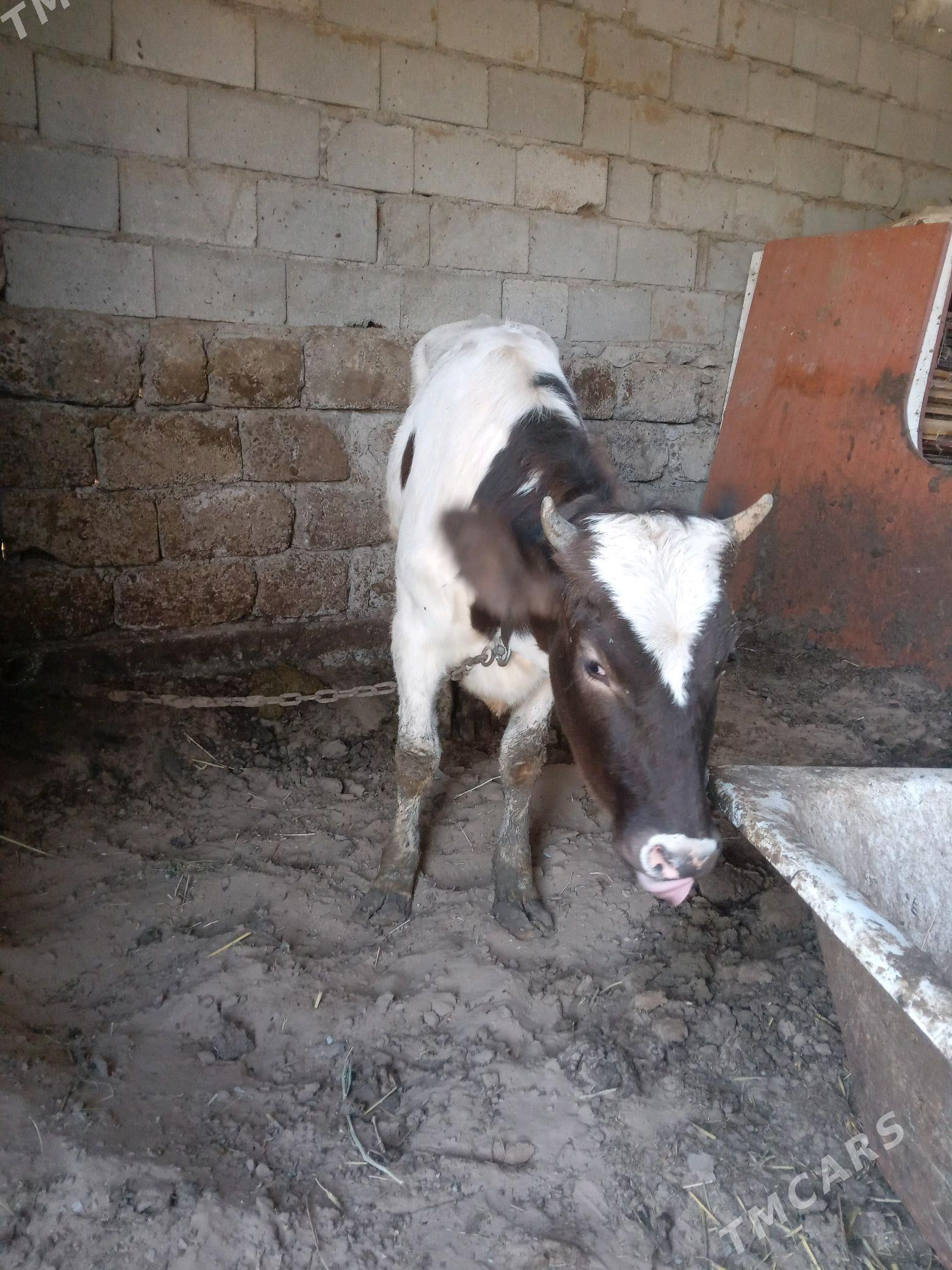 tohum tüwe - Gökdepe - img 6