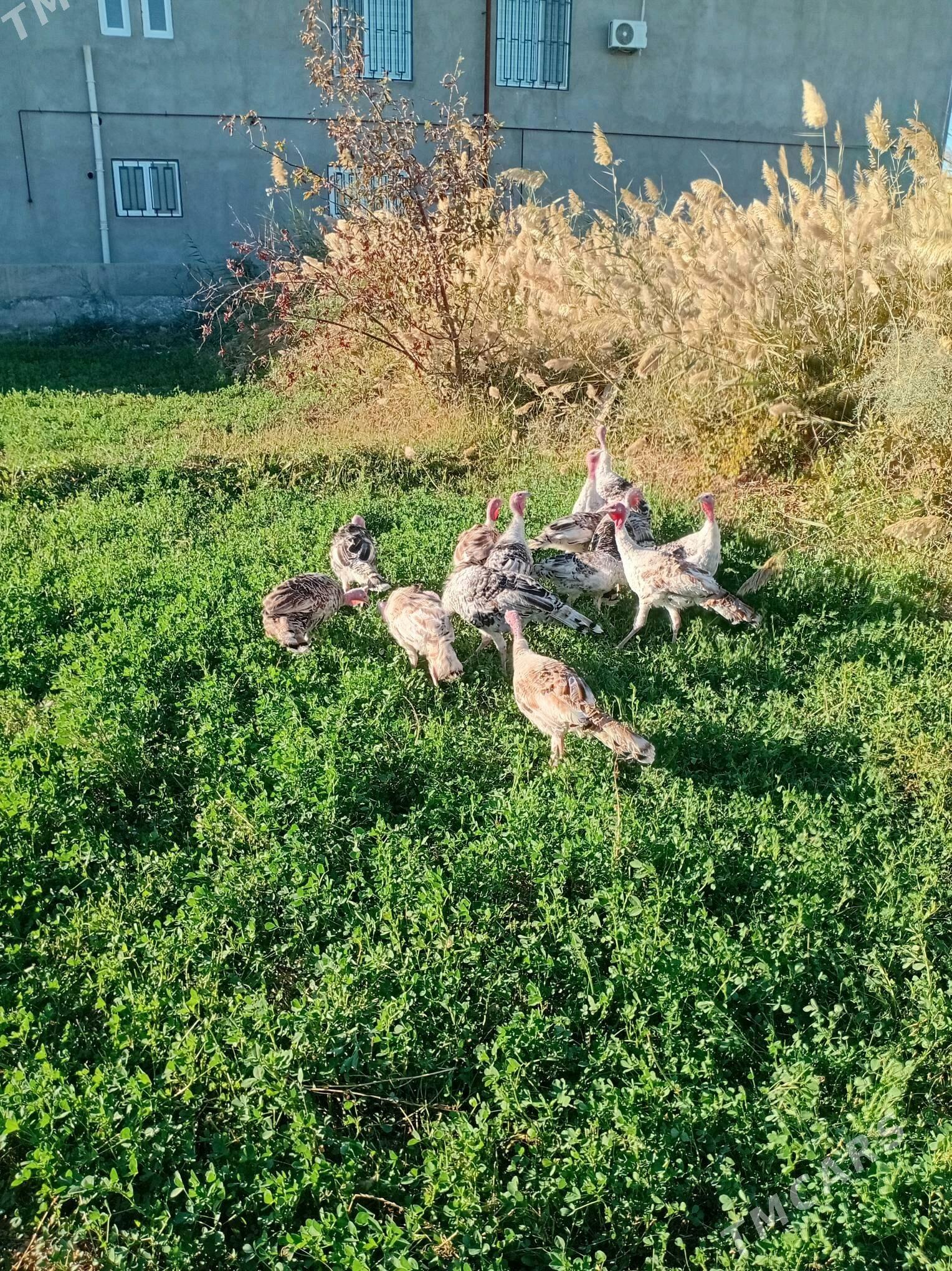 induk - Чарджоу - img 4