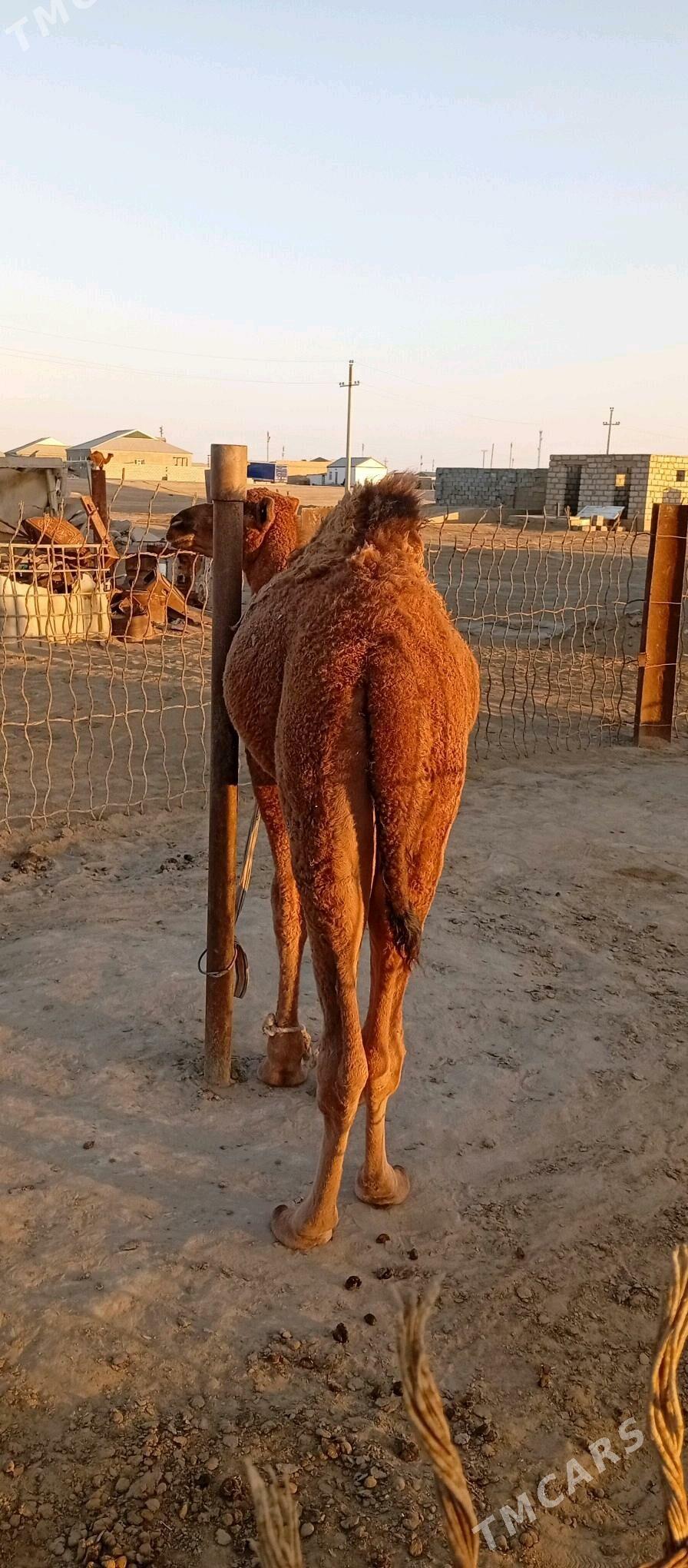 Torum - Esenguly - img 2