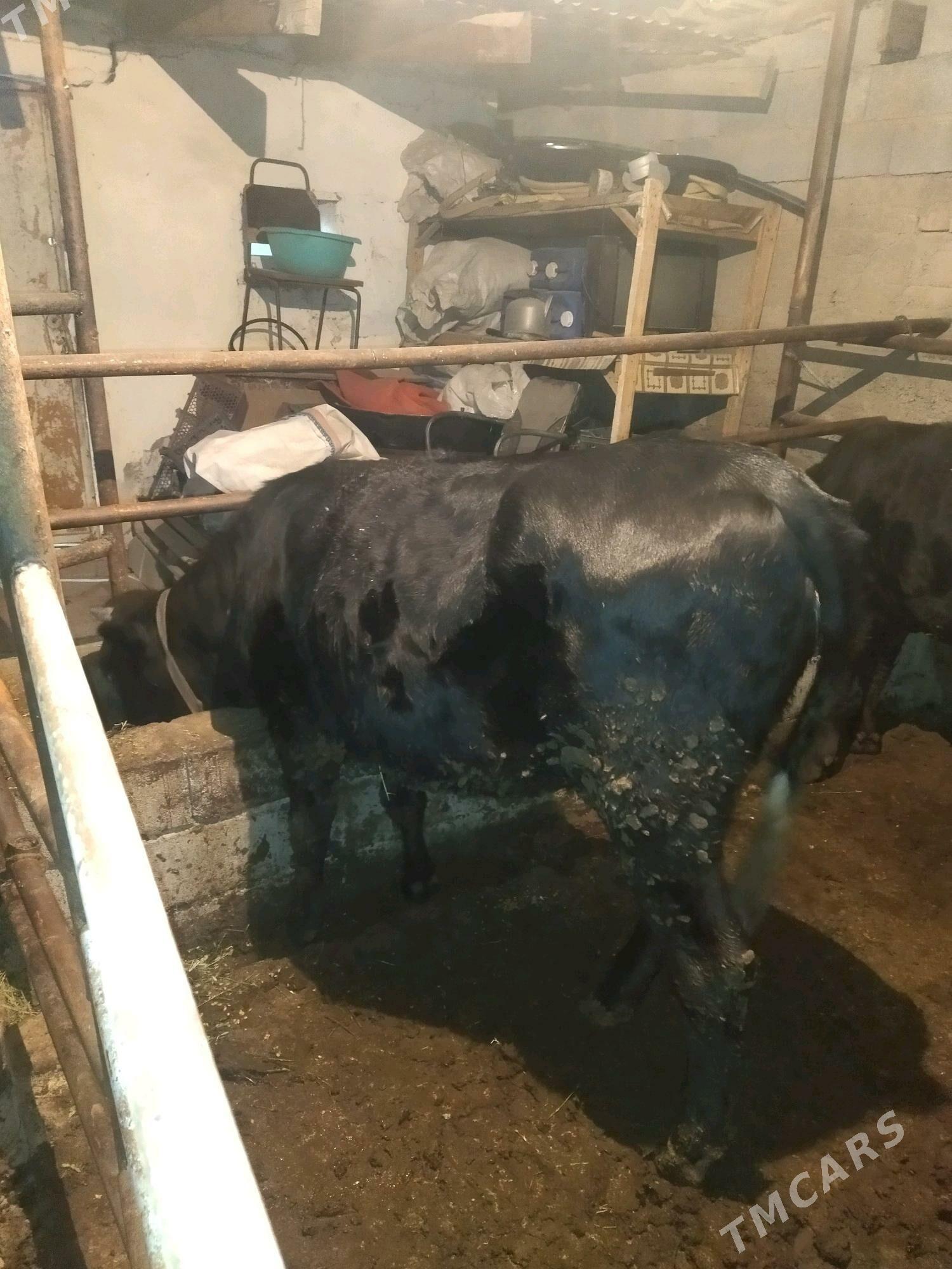 tūve gibrid - Köşi - img 4