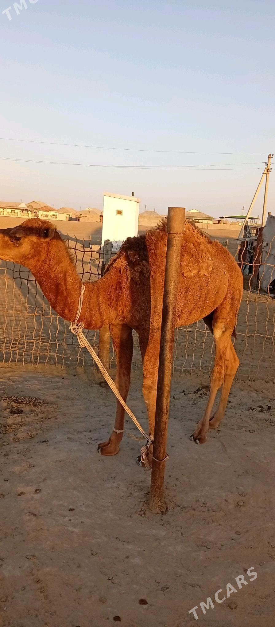 Torum - Esenguly - img 3