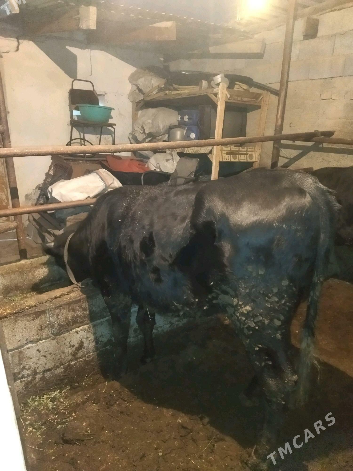 tūve gibrid - Köşi - img 2