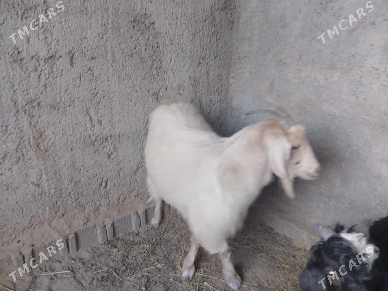 geçi - Büzmeýin - img 3