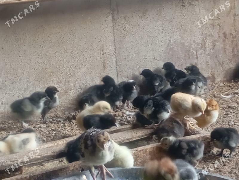 jüýje - Mary - img 3