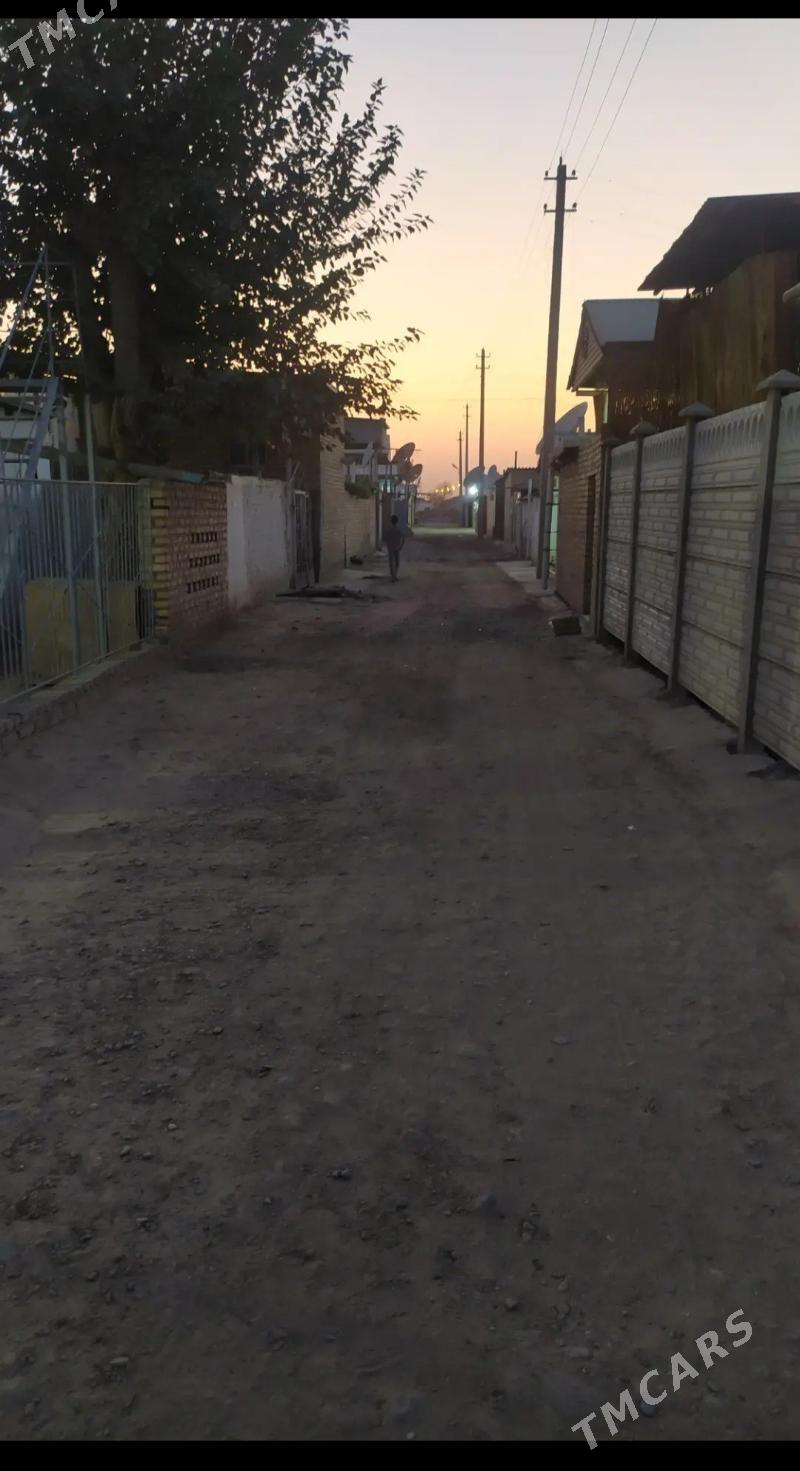 Satlyk jay - Mary - img 4