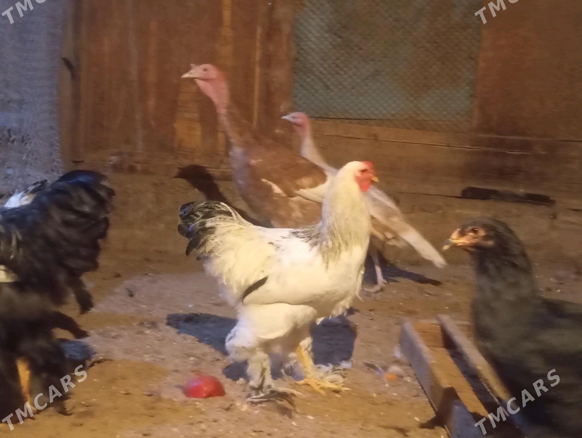 induk we horaz - Мары - img 3