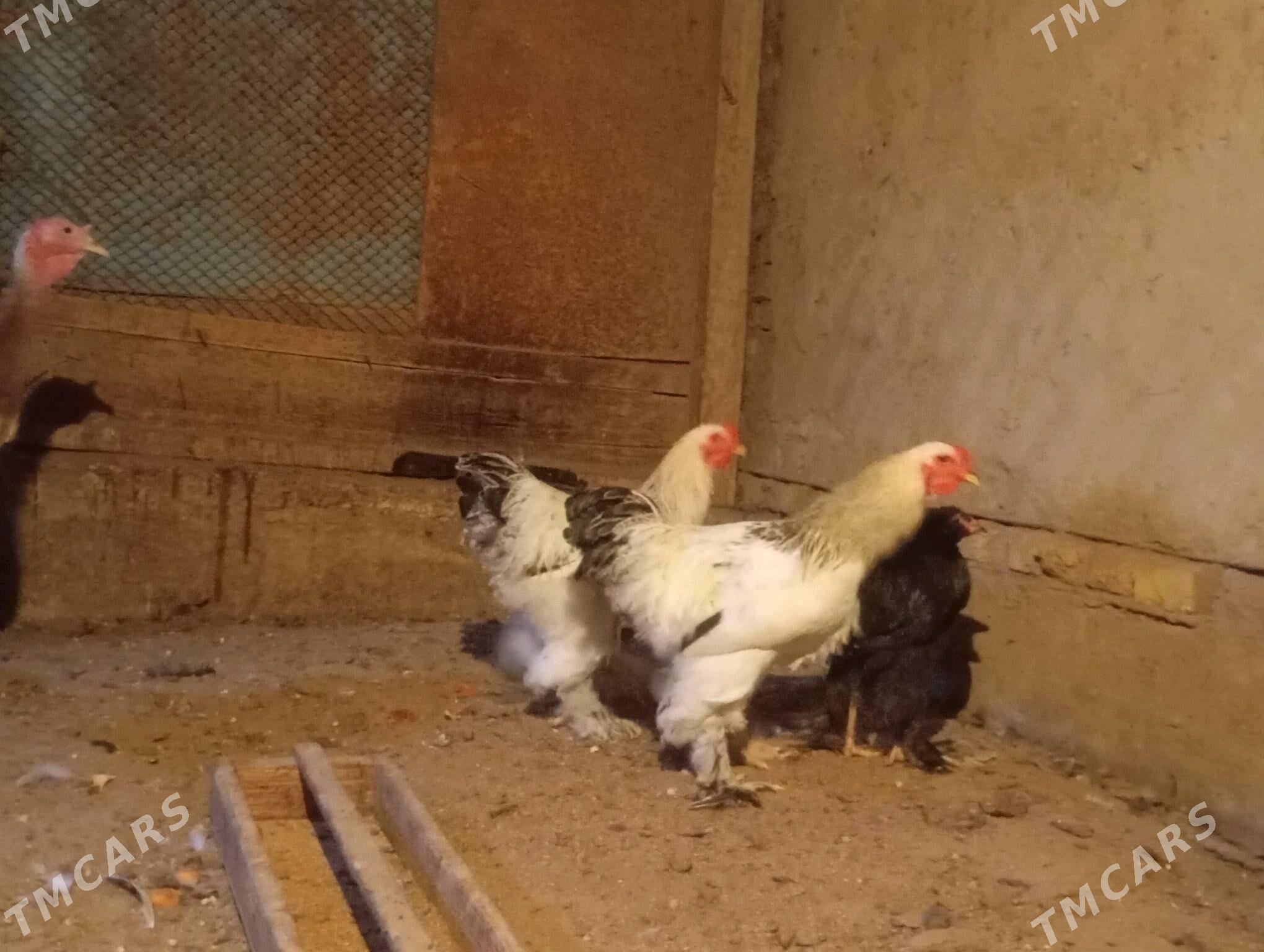 induk we horaz - Мары - img 2