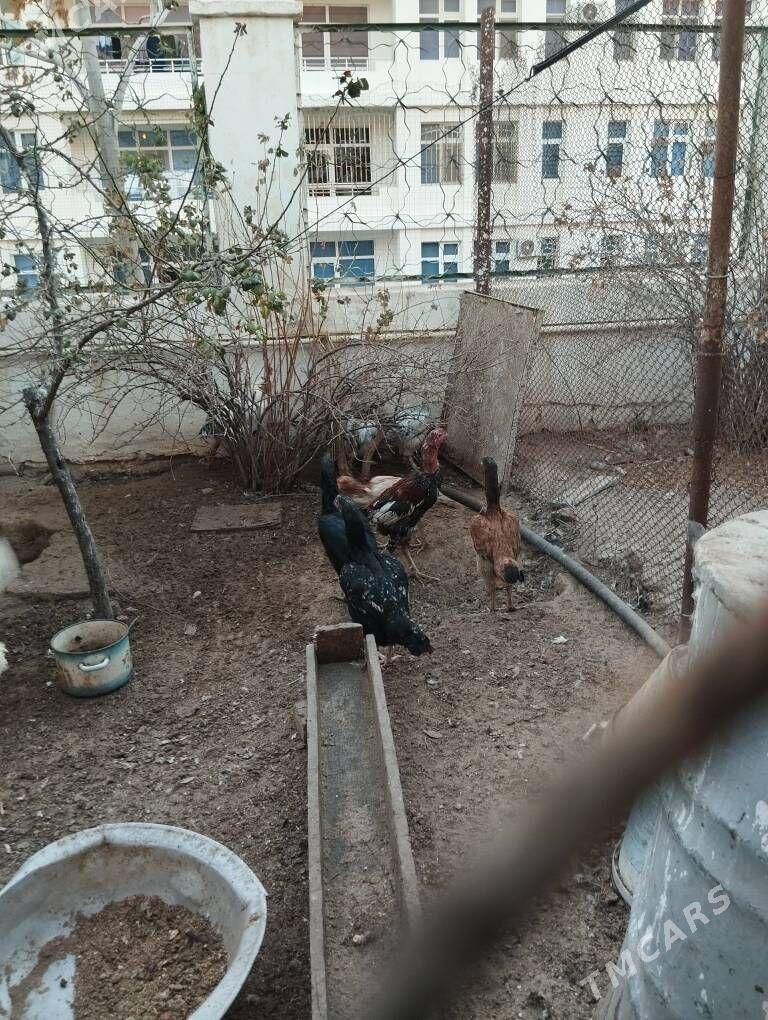 Ташкент порода бойцовый - Türkmenbaşy - img 3